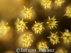 "Coral Polyps" by Istvan Juhasz 